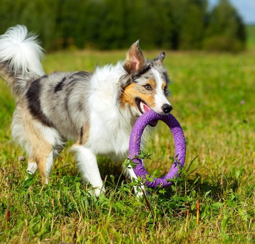 border-collie-dog-walking-LKYUJNS.jpg