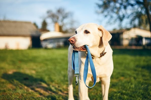 dog-holding-leash-in-mouth-QCP6YHR.jpg