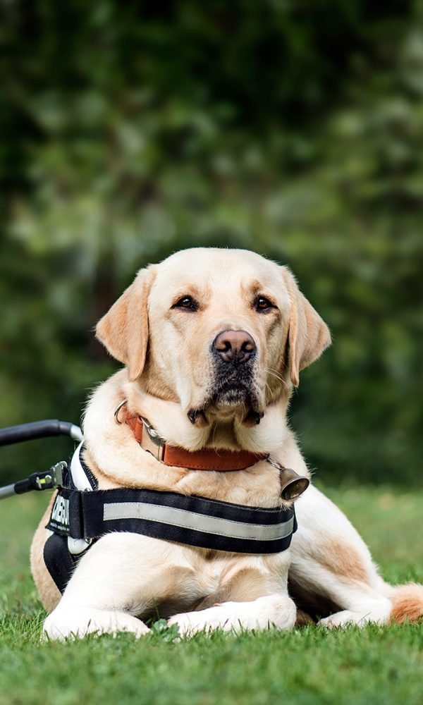 guide-dog-labrador-retriever-2-years-old-in-park-DLG2RME.jpg